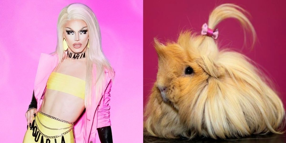 This Twitter Pairs Drag Queens with Their Guinea Pig Doppelgangers