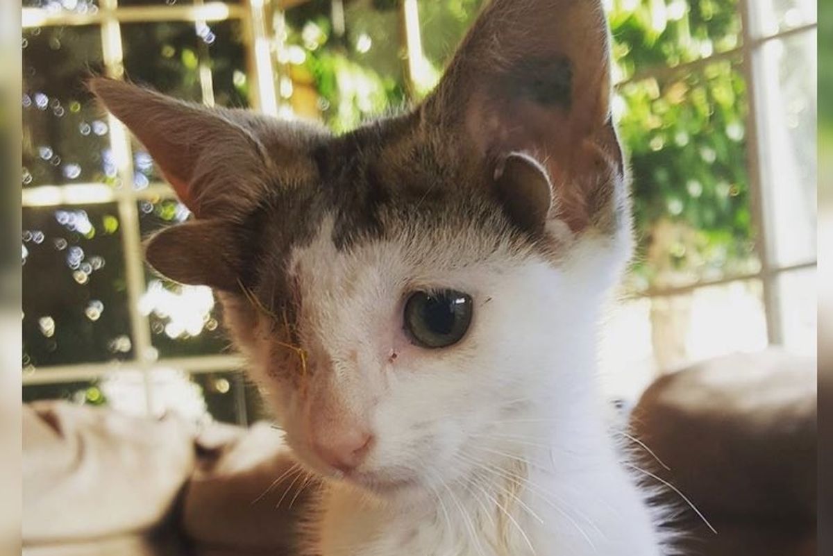 Kitten with 4 Ears and One Eye Rescued From Under a House, Finds Someone He Loves.