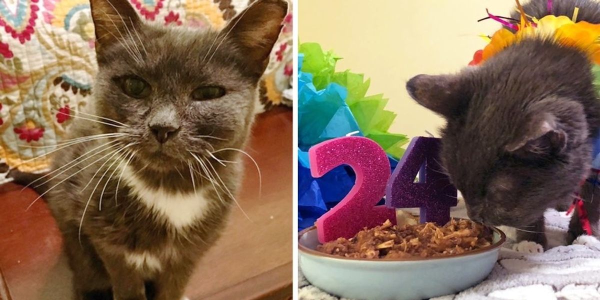 Super Senior Cat Turns 24, One Year After She Was Rescued From Shelter