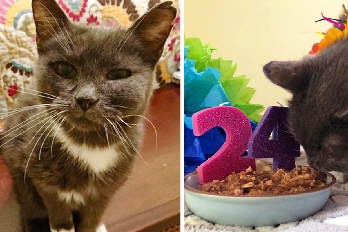 Super Senior Cat Turns 24, One Year After She Was Rescued From Shelter.