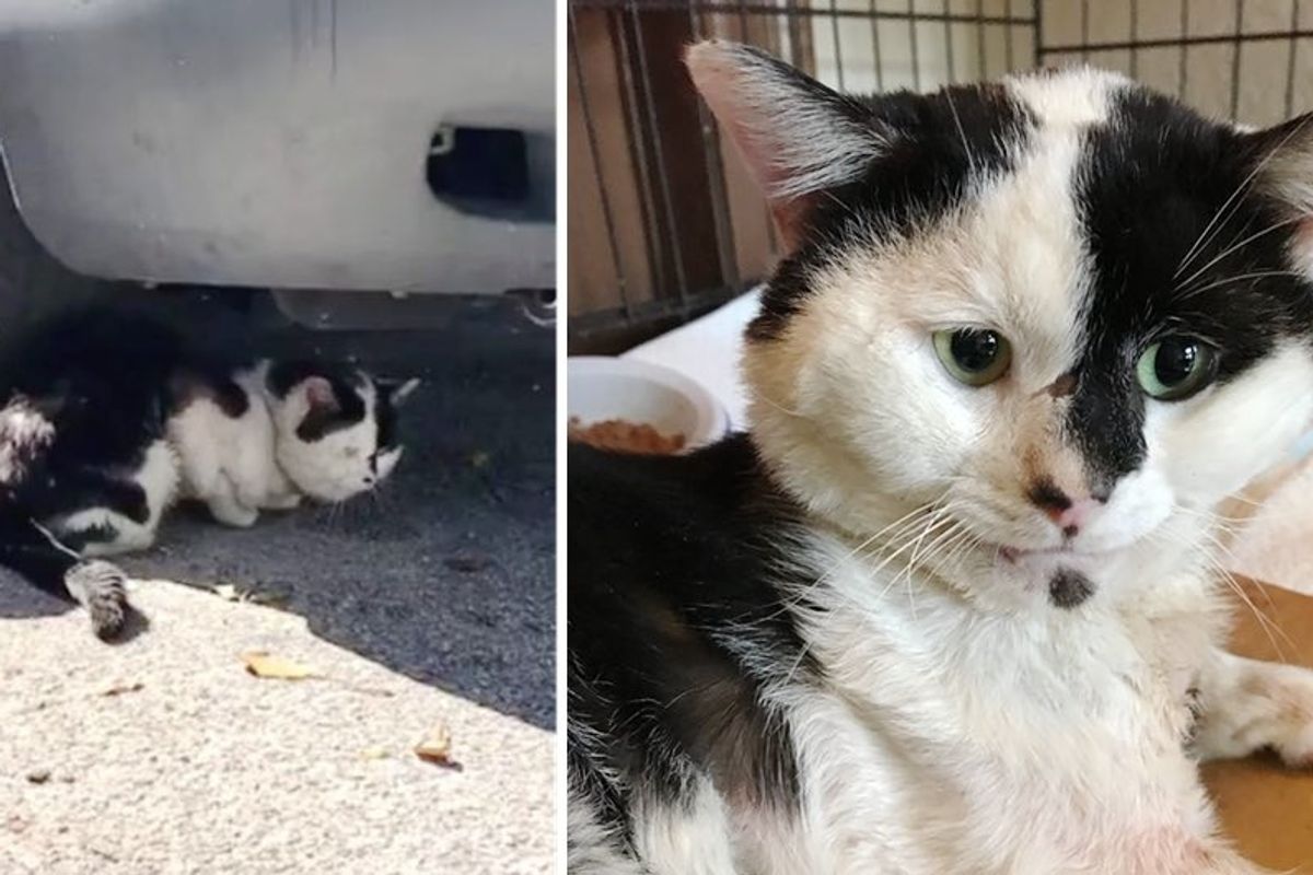 Woman Found Cat Meowing Under a Car at Mobile Home Park and Couldn't Leave Him There.