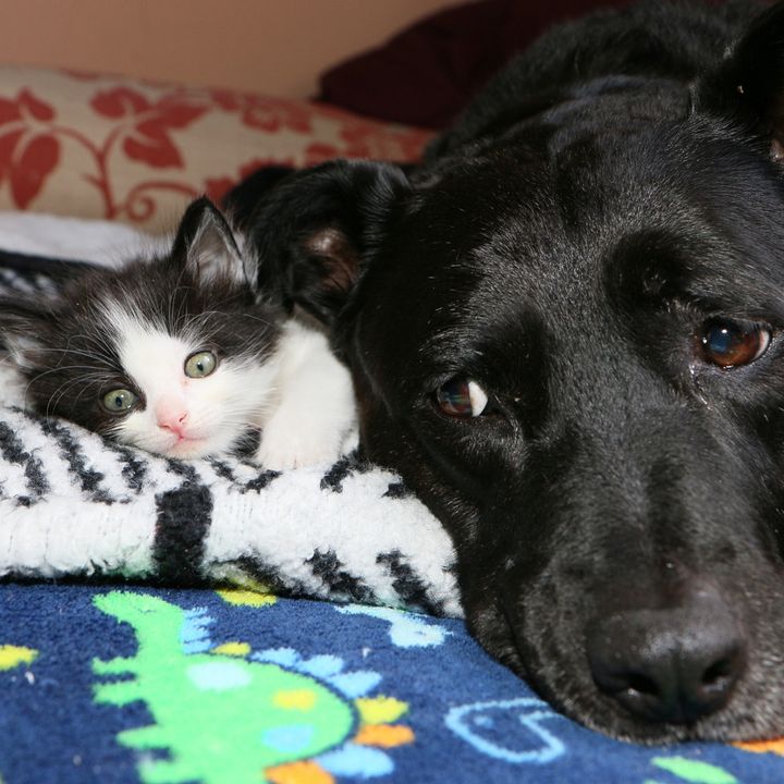 Dog Becomes Foster Mom to Nearly 100 Kittens After She Lost Her Best Cat Friend