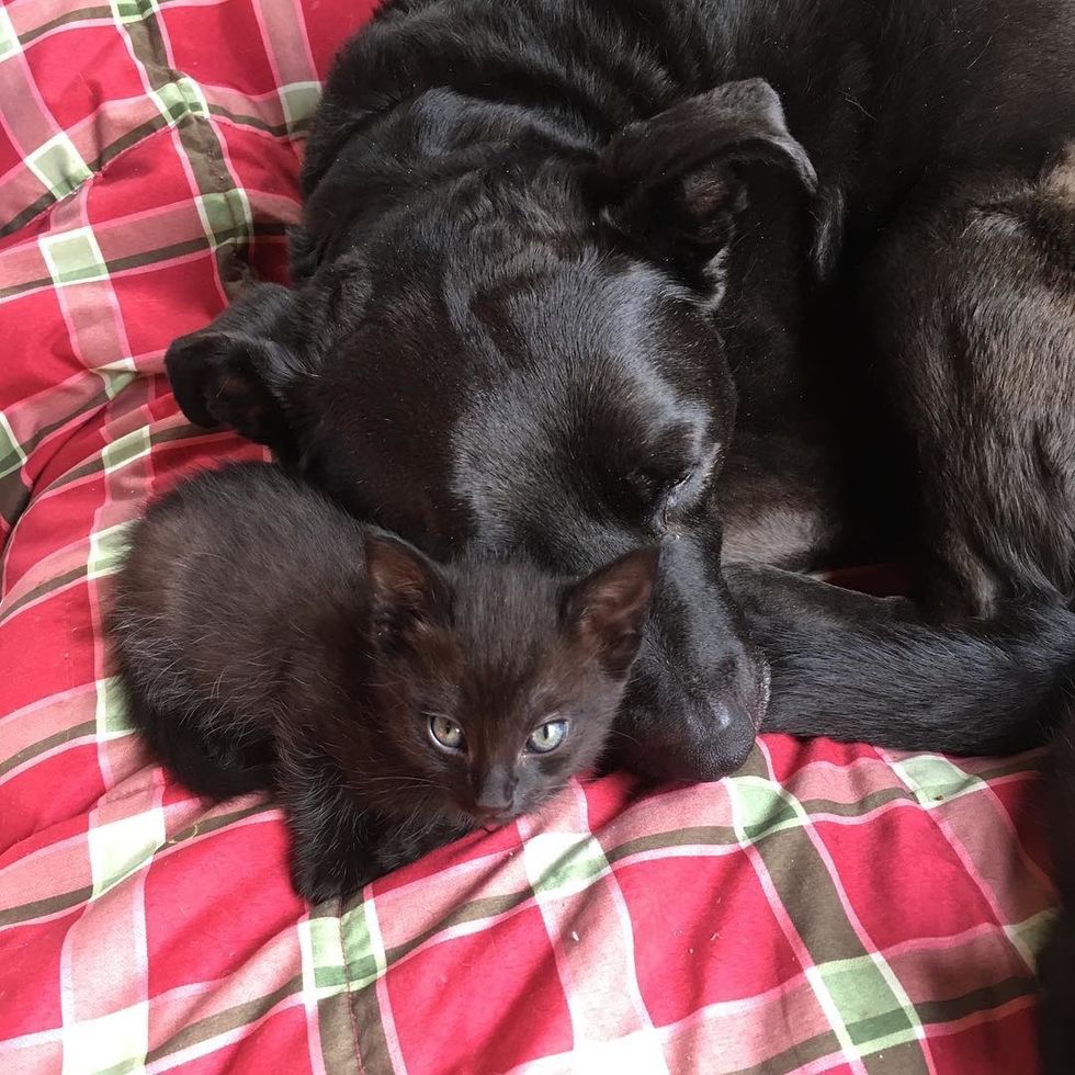 Dog Becomes Foster Mom to Nearly 100 Kittens After She Lost Her Best ...