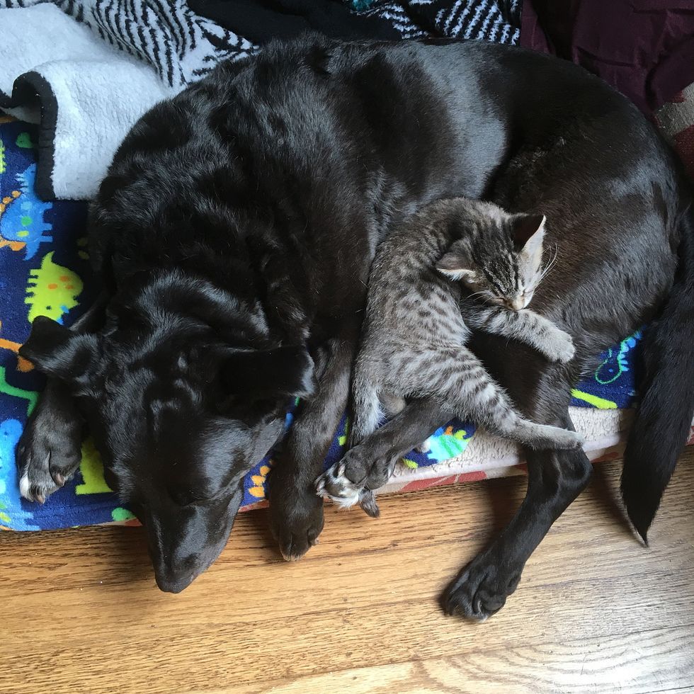 Dog Foster Mom to Nearly 100 Kittens After She Lost Her Best