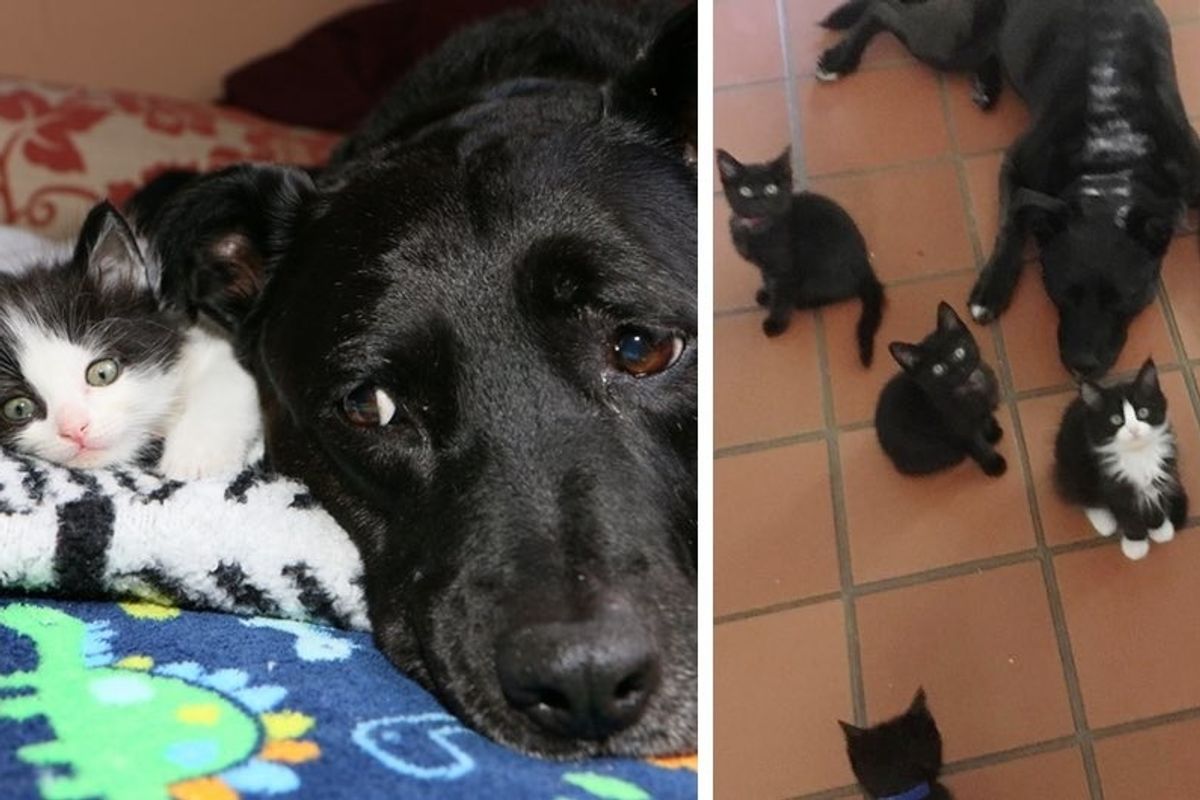 Dog Becomes Foster Mom to Nearly 100 Kittens After She Lost Her Best Cat Friend