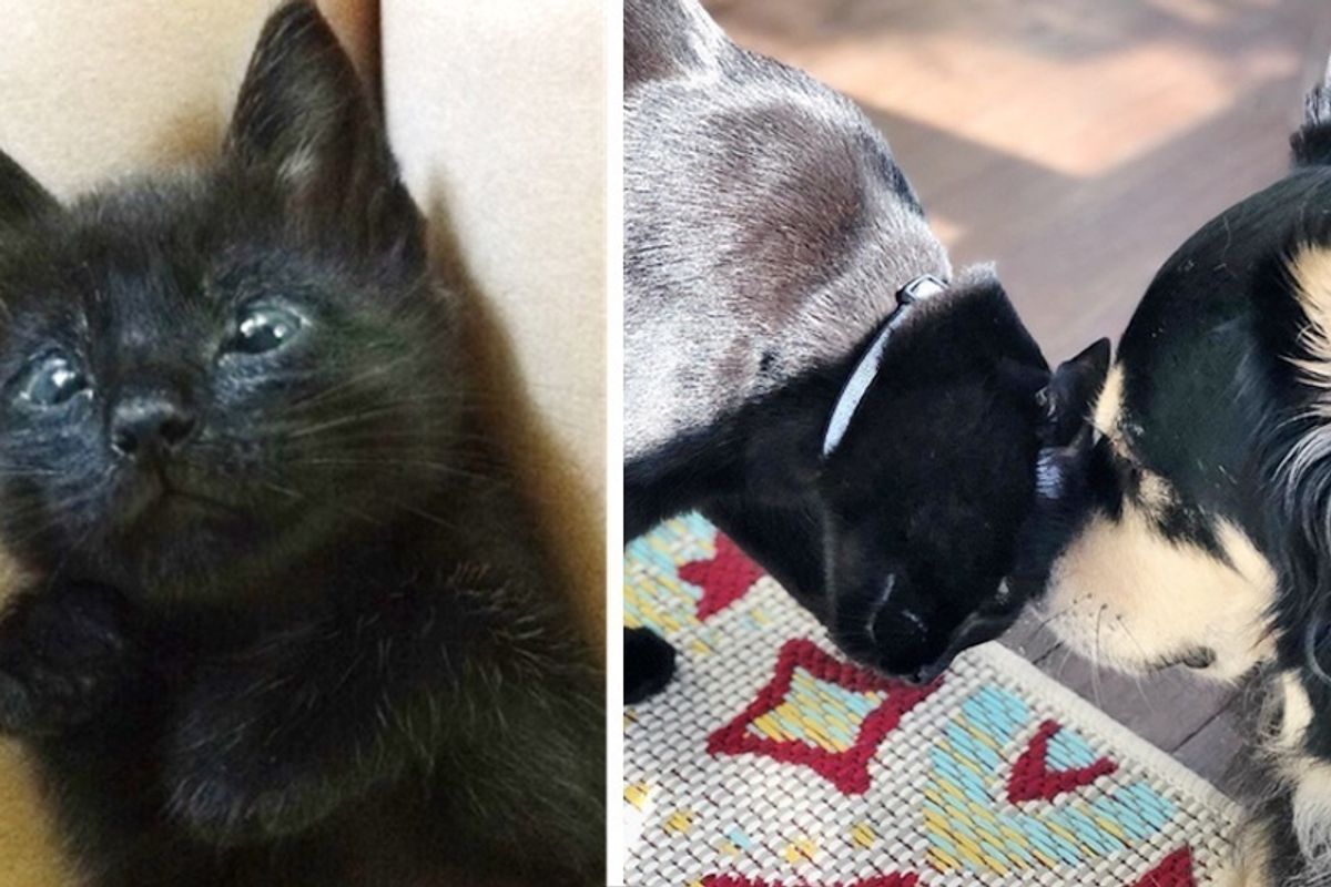 Kitten Who Can't Close His Eyes, Finds Comfort and Healing Power in a Dog.