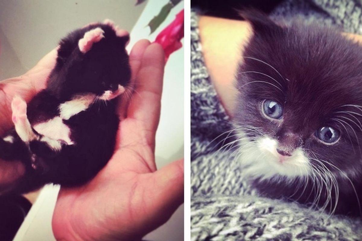 Woman Didn't Plan to Get a Pet But Found a Motherless Kitten Under Her House.