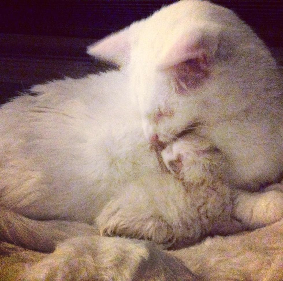 Cat Becomes Surrogate Dad To Newborn Kitten And Helps Save Her Life Love Meow