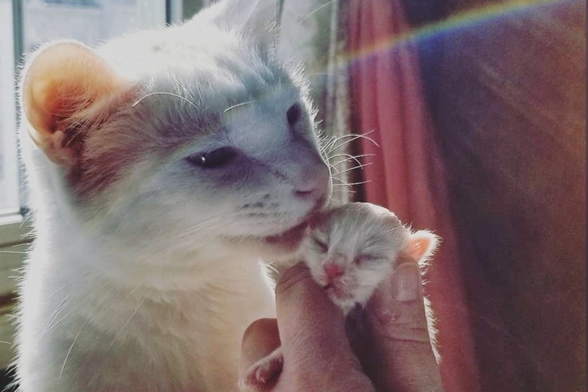 Cat Becomes Surrogate Dad to Newborn Kitten and Helps Save Her Life