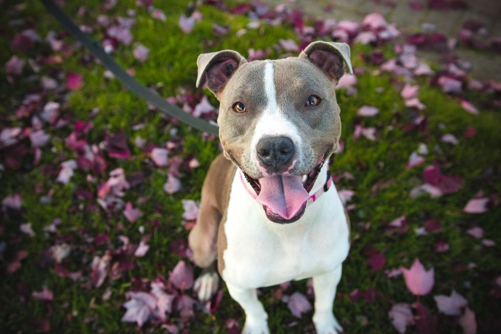 Essential Products to Keep Your Dog Safe on Your Walk