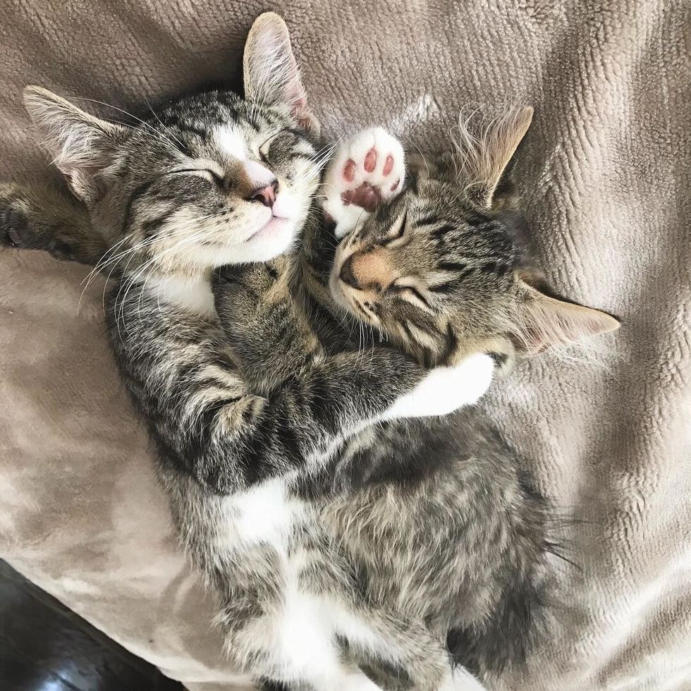 Couple Went to Adopt a Kitten - When They Saw His Brother, They Couldn ...