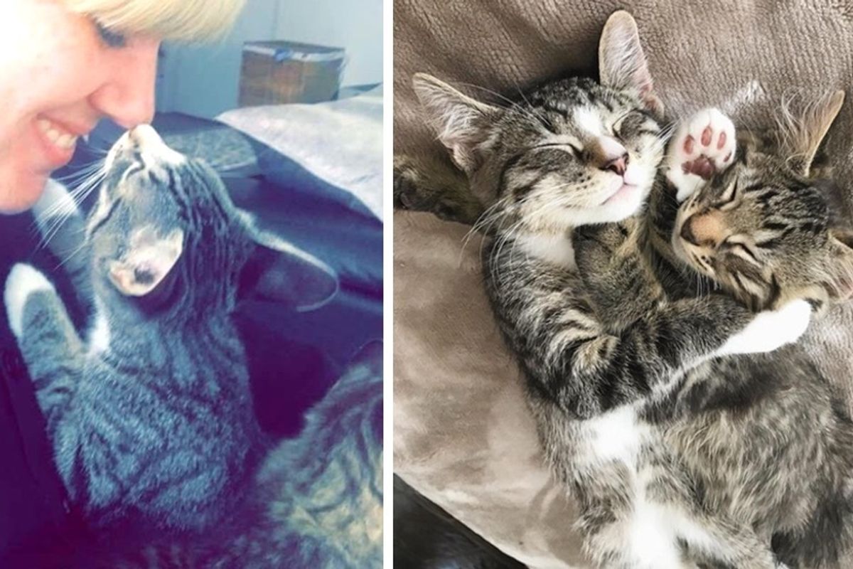 Couple Went to Adopt a Kitten - When They Saw His Brother, They Couldn't Leave Him There.