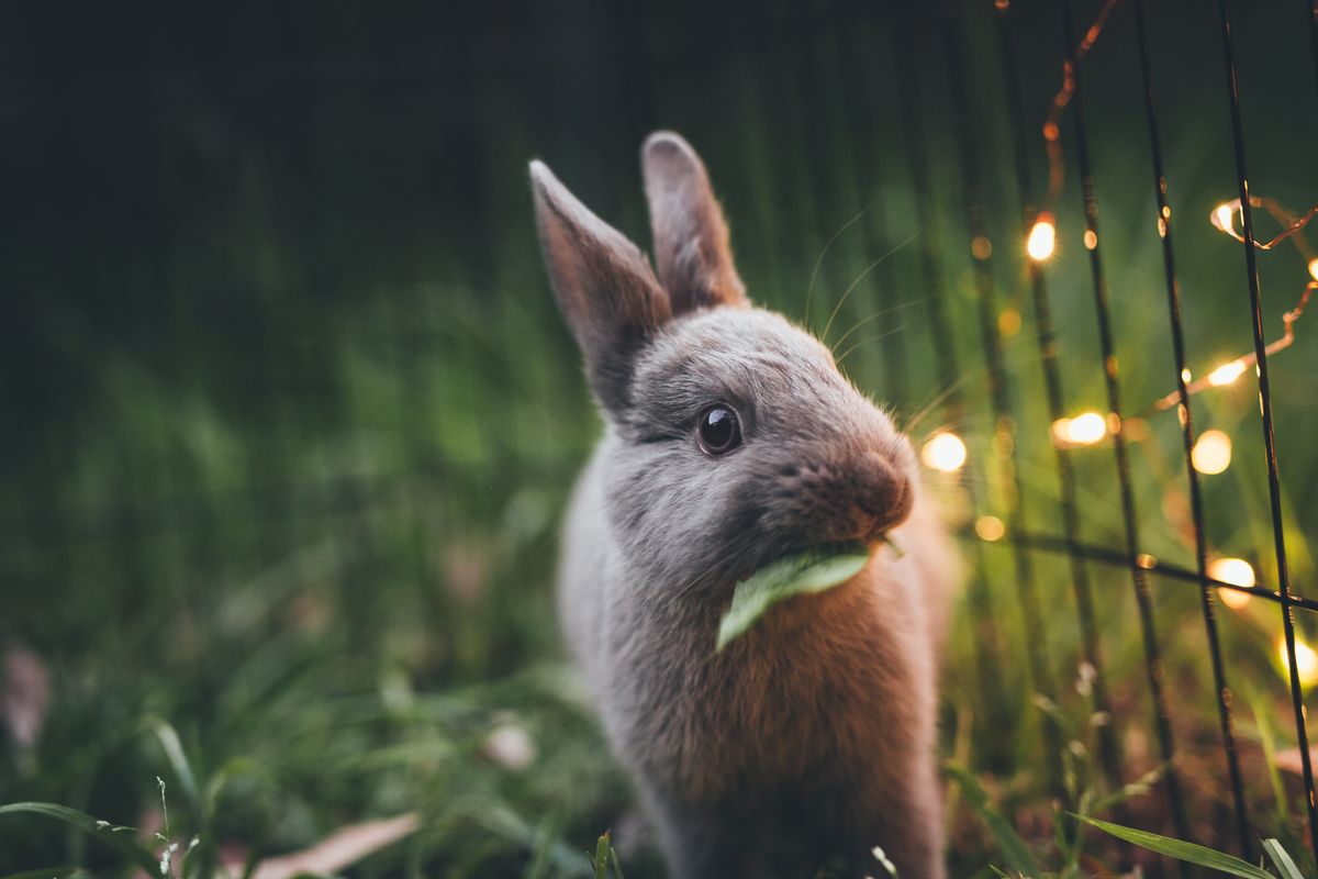 Dear Parents: Do Not Buy Your Children A Bunny For Easter This Year