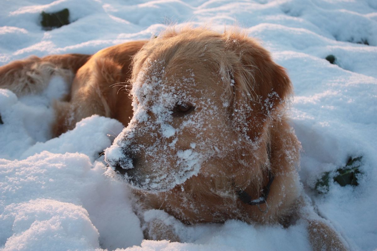 23 Puppies In Snow That You Need To See Right Now