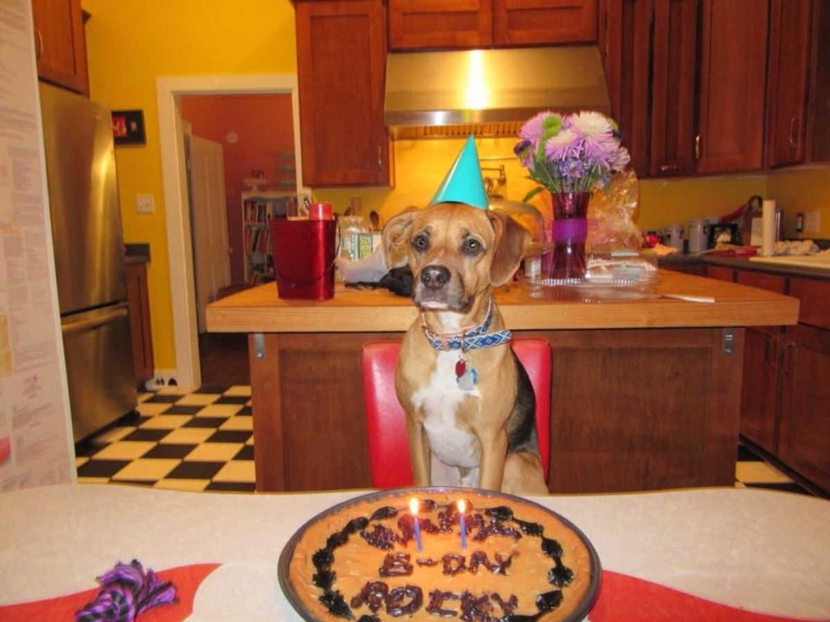 I Celebrate My Dog's Birthday, Don't Judge Me