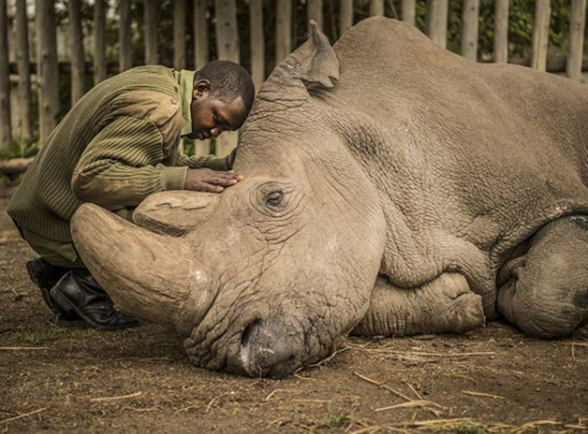 Yes, We Killed Sudan, The Last Male Northern White Rhino