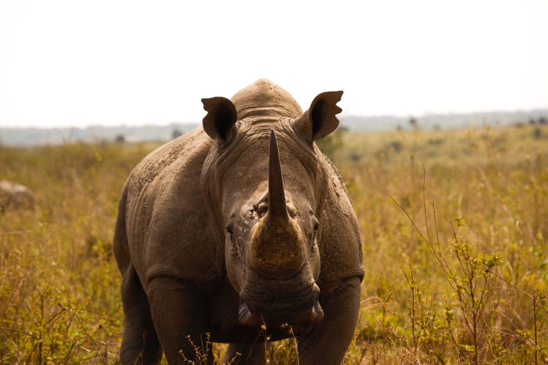 northern white rhinoceros extinct