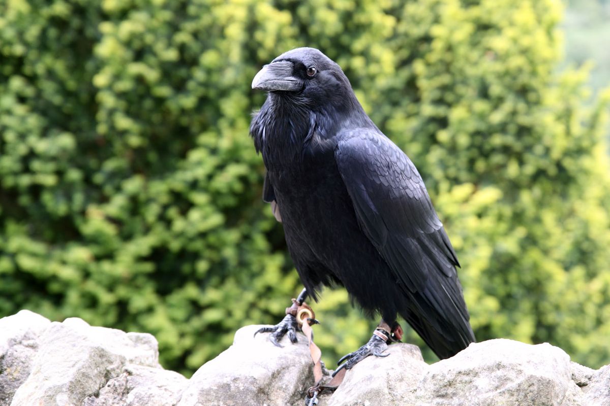 How to tame a crow