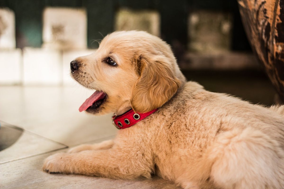 End Of The Semester Survival Kit: Office Memes And Puppies