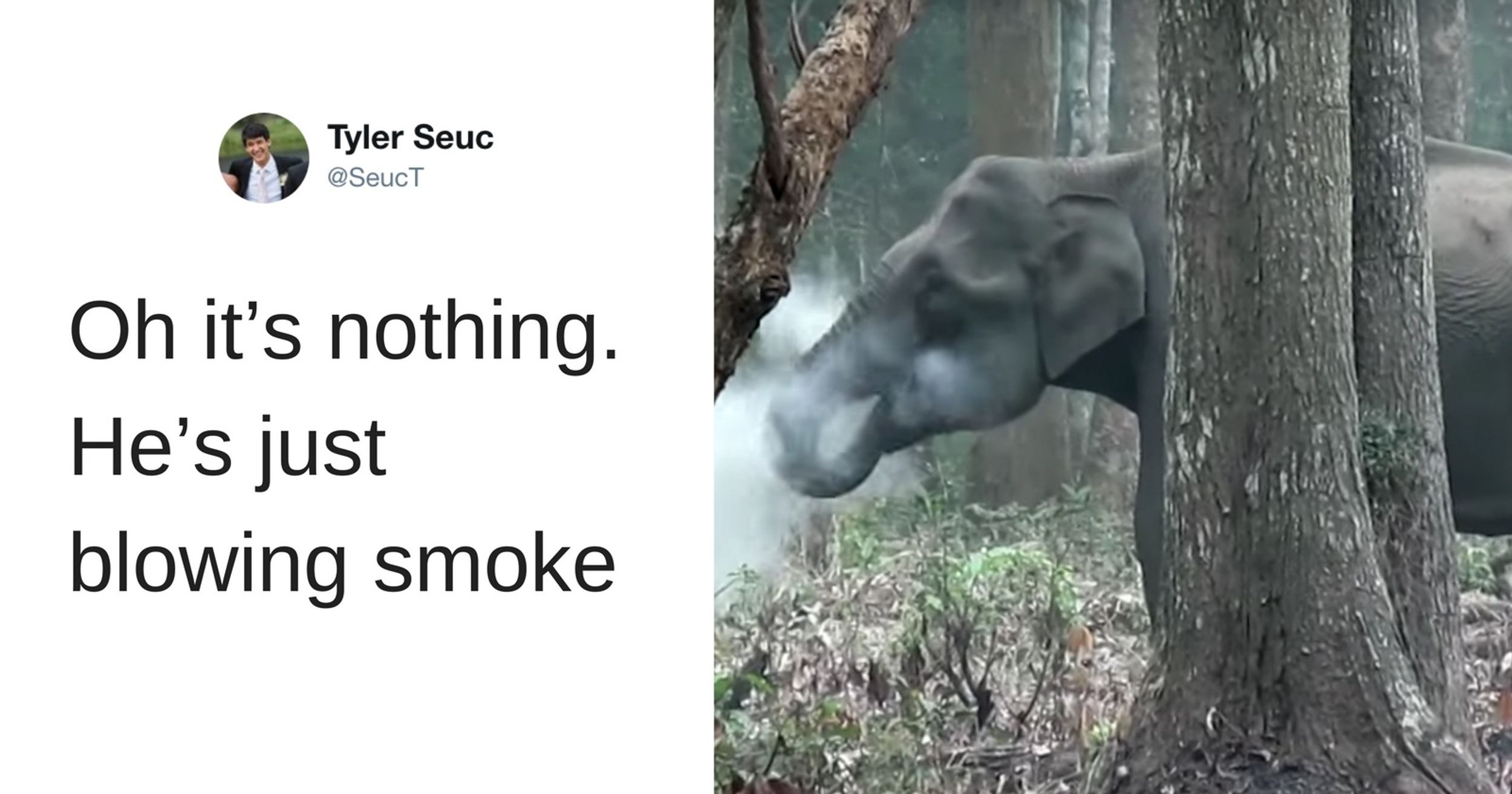 Video of Smoke-Breathing Elephant Has Scientists Asking a Bunch of Questions