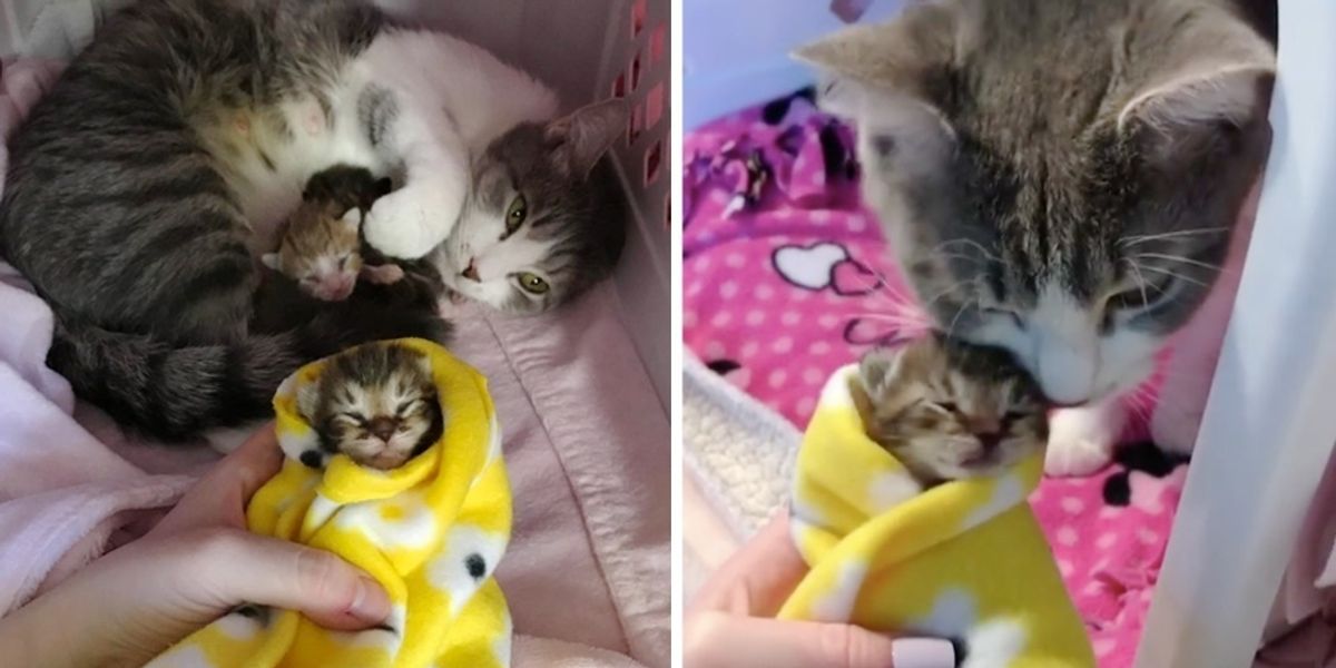 Cat Mom Found as Stray Won�t Leave Her Kittens Until She