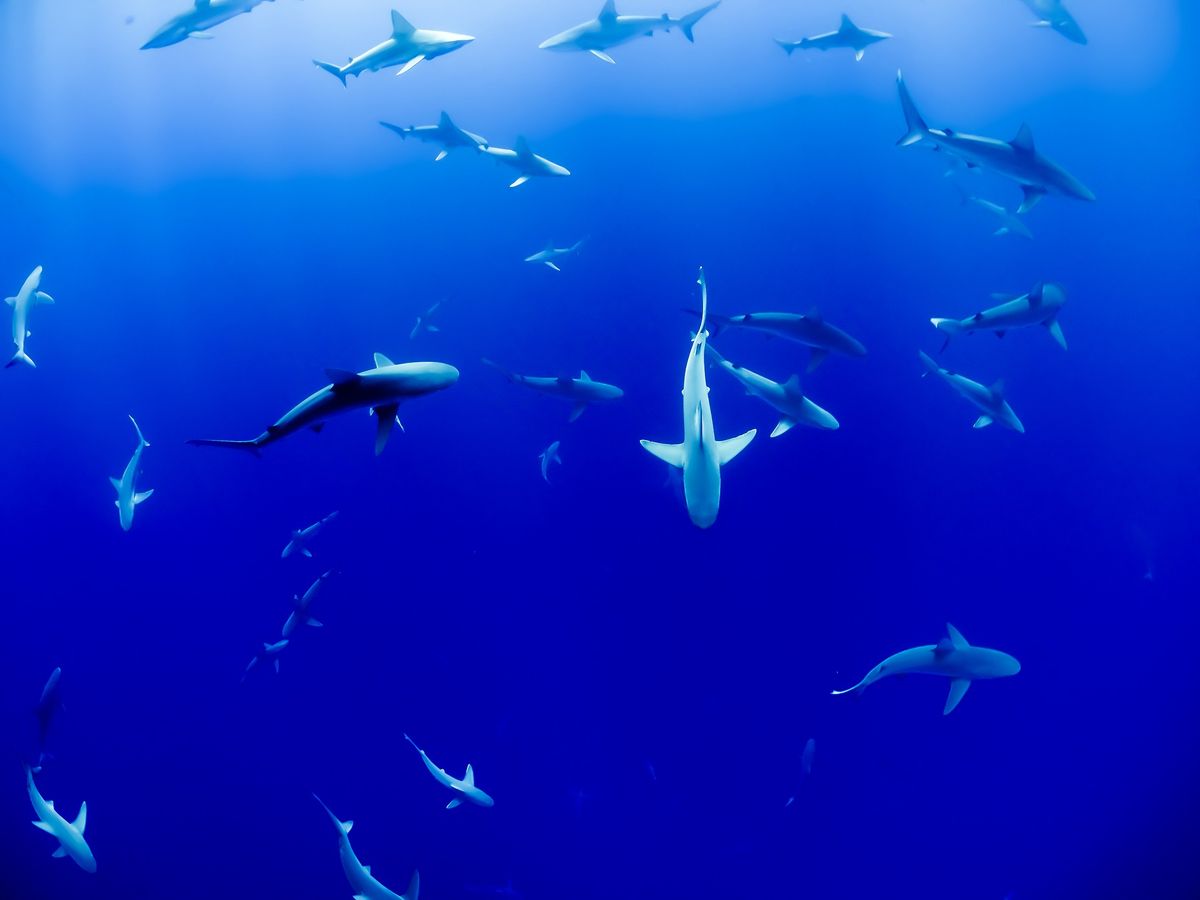 The Most Misunderstood: Sharks