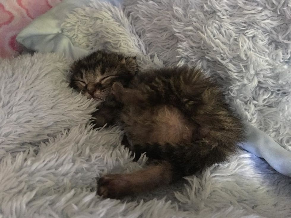 Tiny Kitten, the Only Survivor of His Litter, Gets a Second Chance and ...