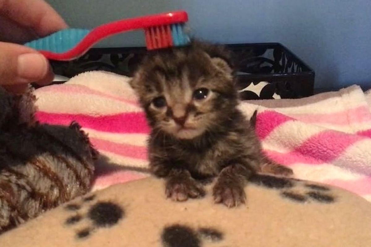 Tiny Kitten, the Only Survivor of His Litter, Gets a Second Chance and Can't Stop Purring.