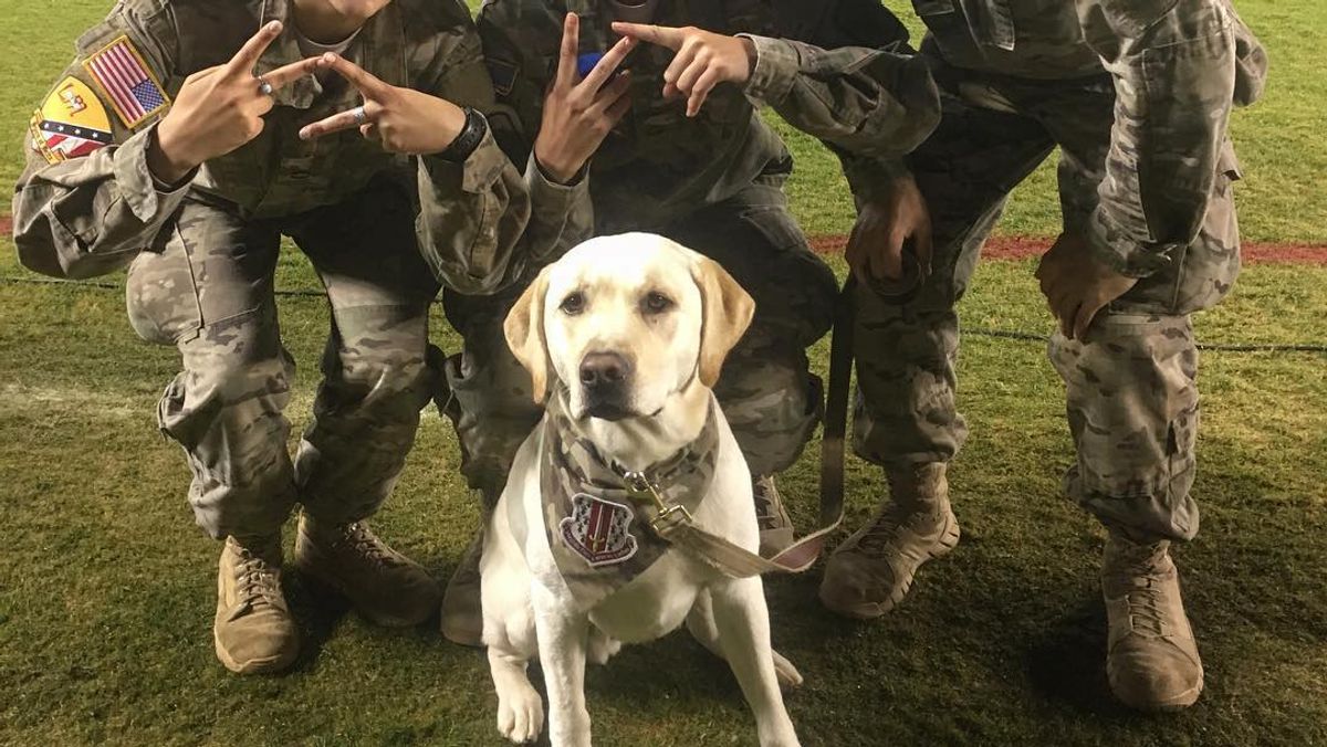Not To Be Dramatic, But Growley Is Hands Down The Best Dog At Virginia Tech