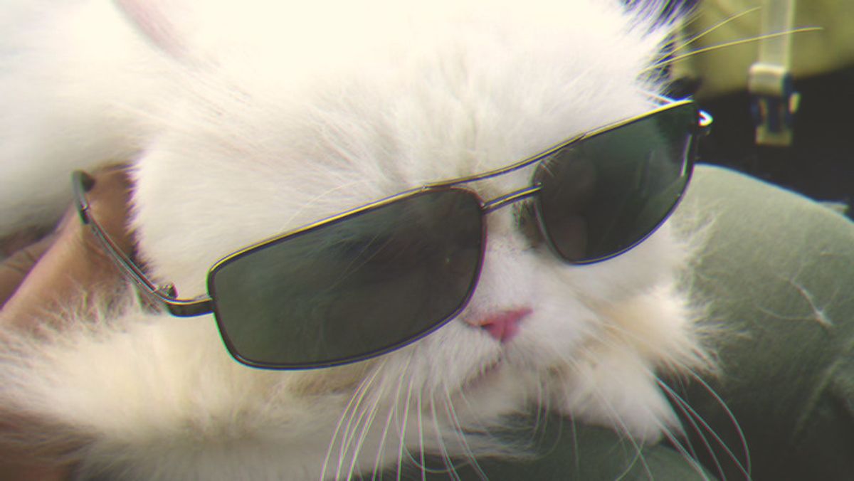 7 Reasons Why Cats Are Just Cooler Than People
