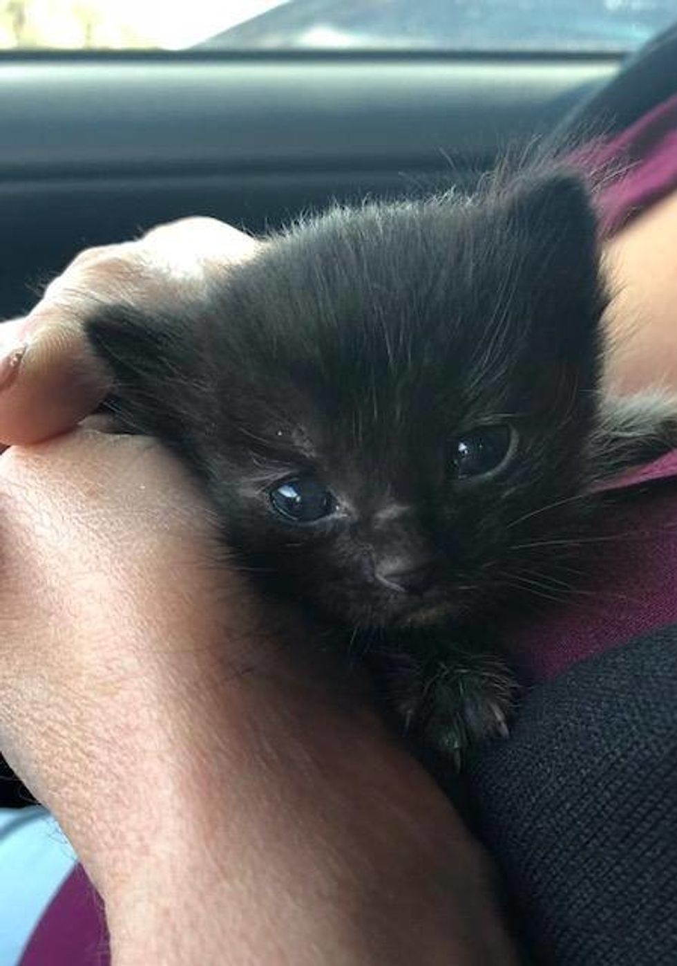 Kitten Found Huddling in a Bush During Pouring Rain, Can't Stop the ...