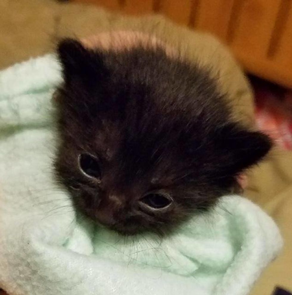 Kitten Found Huddling in a Bush During Pouring Rain, Can't Stop the ...