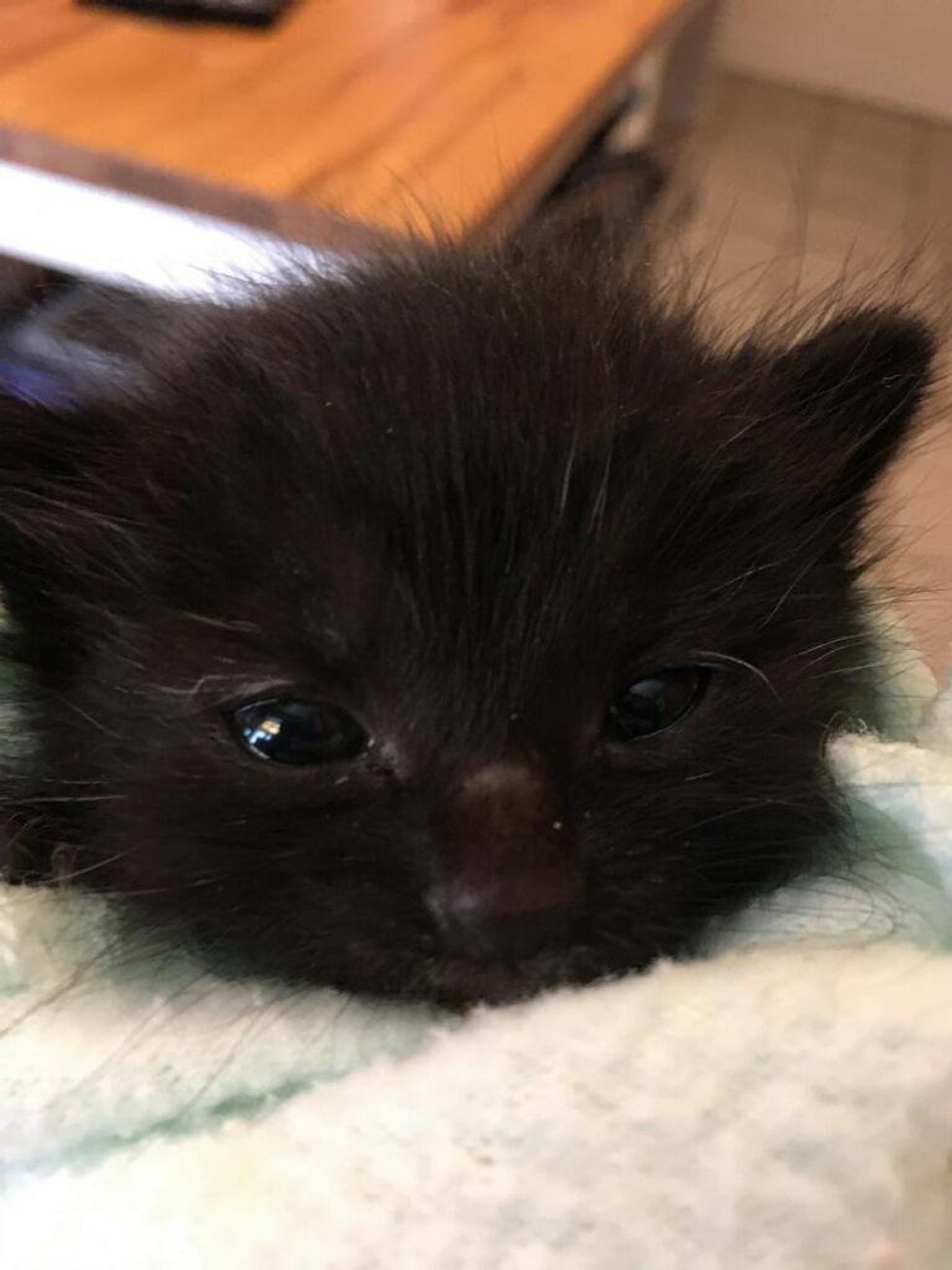 Kitten Found Huddling in a Bush During Pouring Rain, Can't Stop the ...