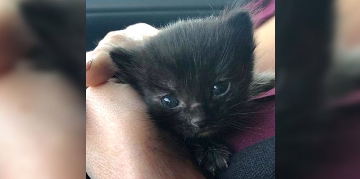 Kitten Found Huddling in a Bush During Pouring Rain, Can't Stop the ...