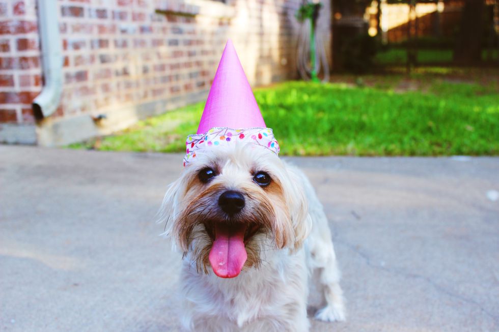 8 Pawsitively Pupfect Steps For Throwing Your Dog A Birthday Party