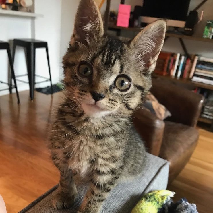 Tiggy, a cat at a city cat cafe! He has a permanent tiny :3 because of his  small overbite. : r/CatSmiles