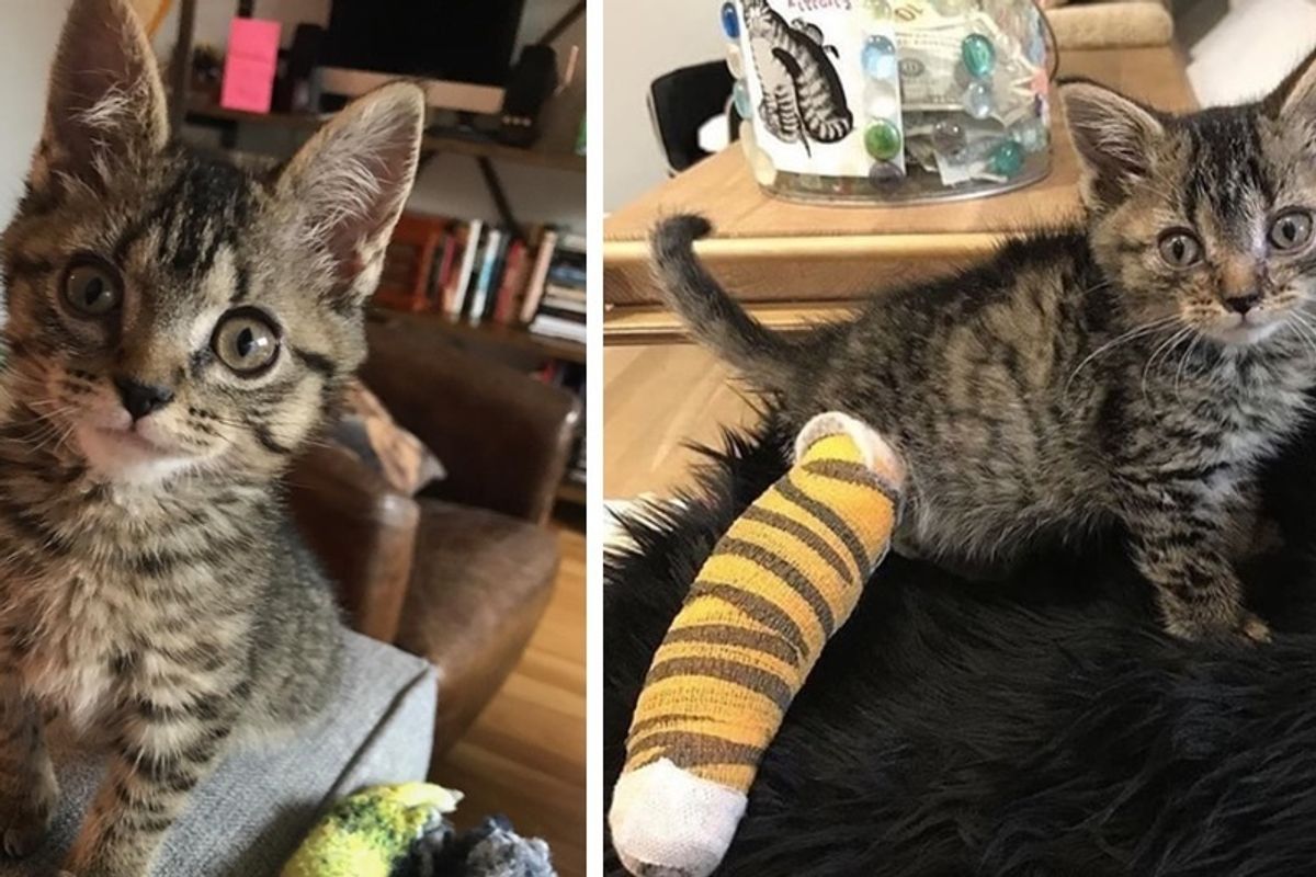 3-legged Cat Saved From a Fence Defies All Odds - She Can Do Anything and More.