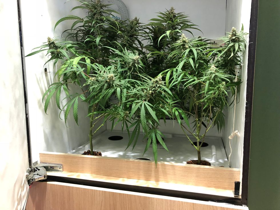 You can use an app to lock and open the Cloudponics grower, pictured here