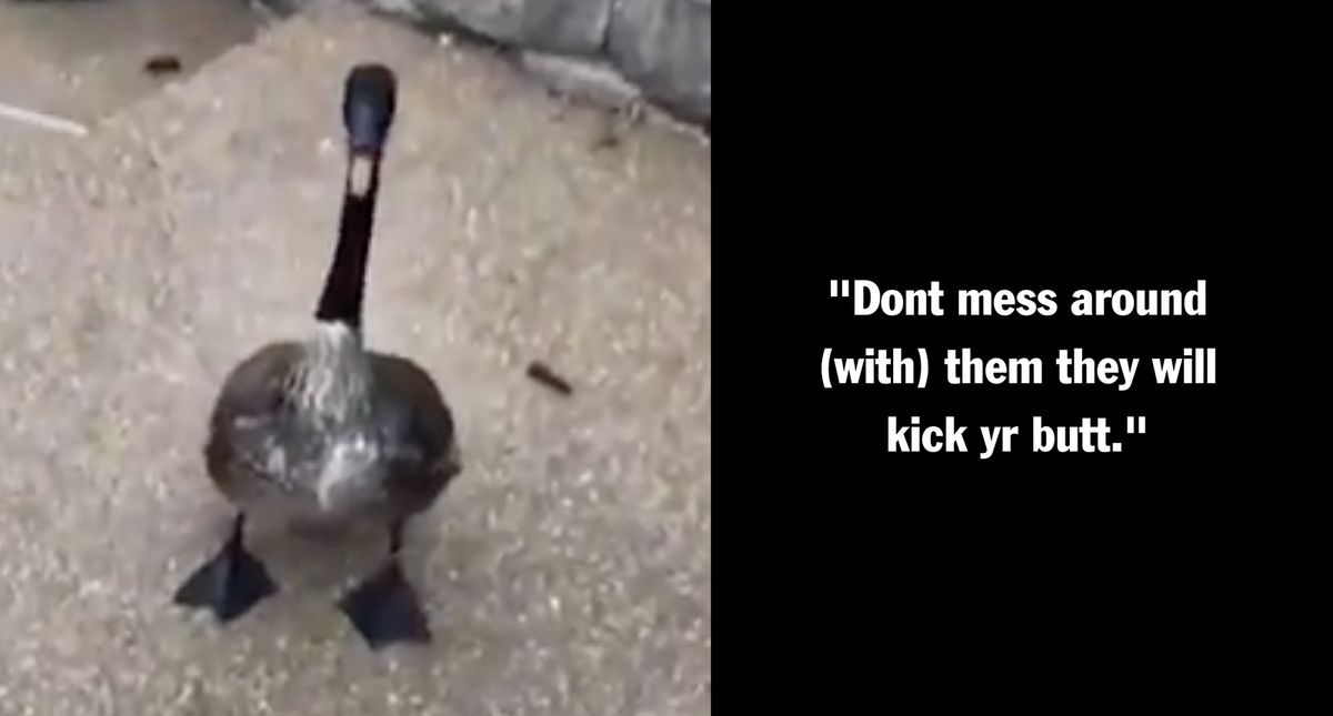 Hissing Goose Attacks Radio Personality After Prolonged Taunting In a Viral Video