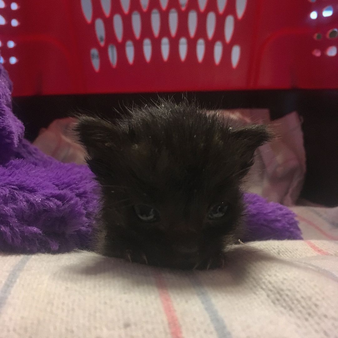 3 week store old black kitten