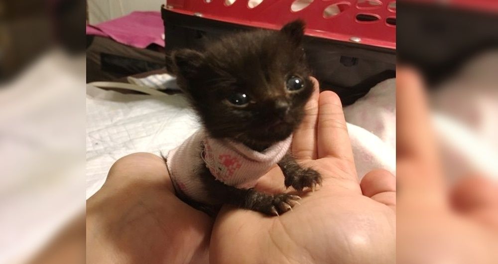 3 week old Orphaned Kitten Size of a Newborn Fights to Grow Big and Strong