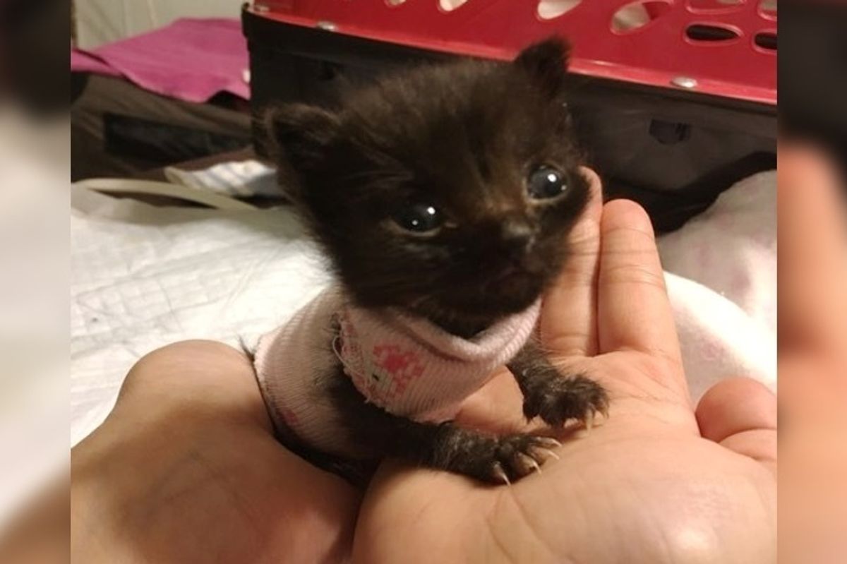3-week-old Orphaned Kitten Size of a Newborn, Fights to Grow Big and Strong.
