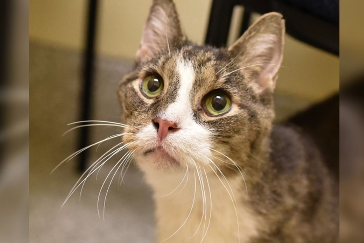 Woman Takes a Chance on 26-year-old Shelter Cat So He Can Have a Home for His Retirement
