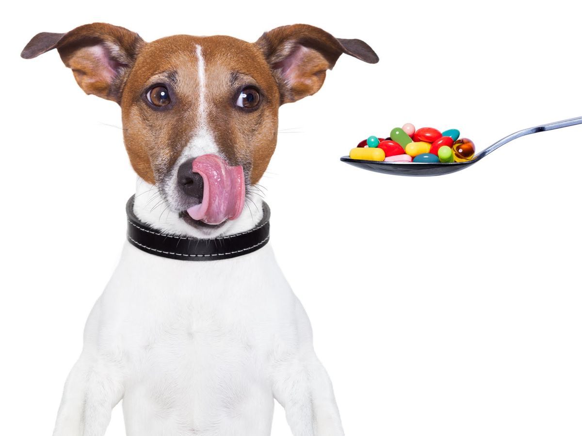 Tips on Medicating Your Pet