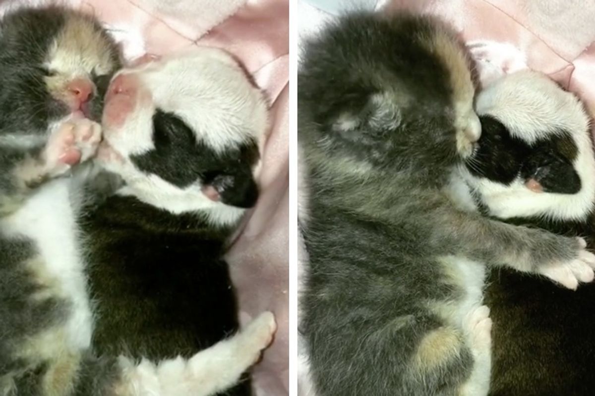 Orphaned Kitten and Rescued Puppy Found One Another and Give Each Other Comfort and Love.