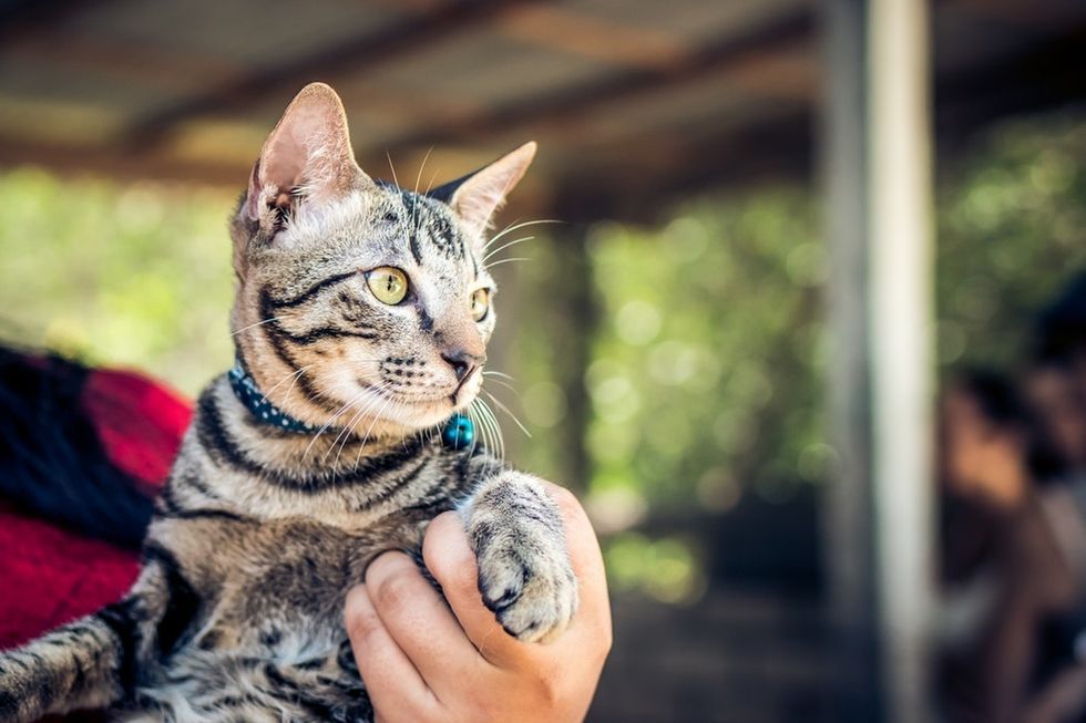 The Best Kitty Litters for your Feline Friends