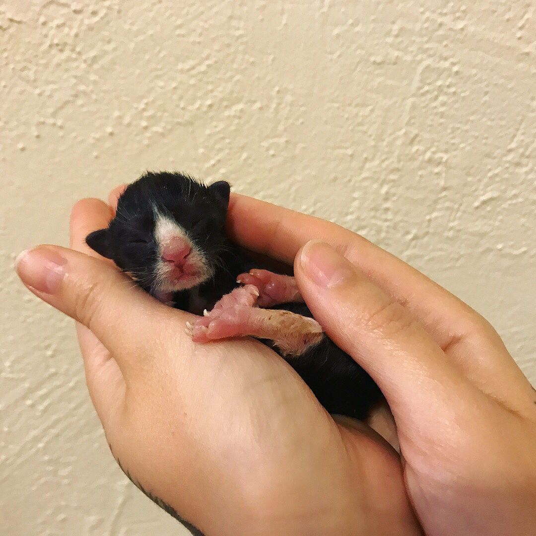 abandoned newborn kitten