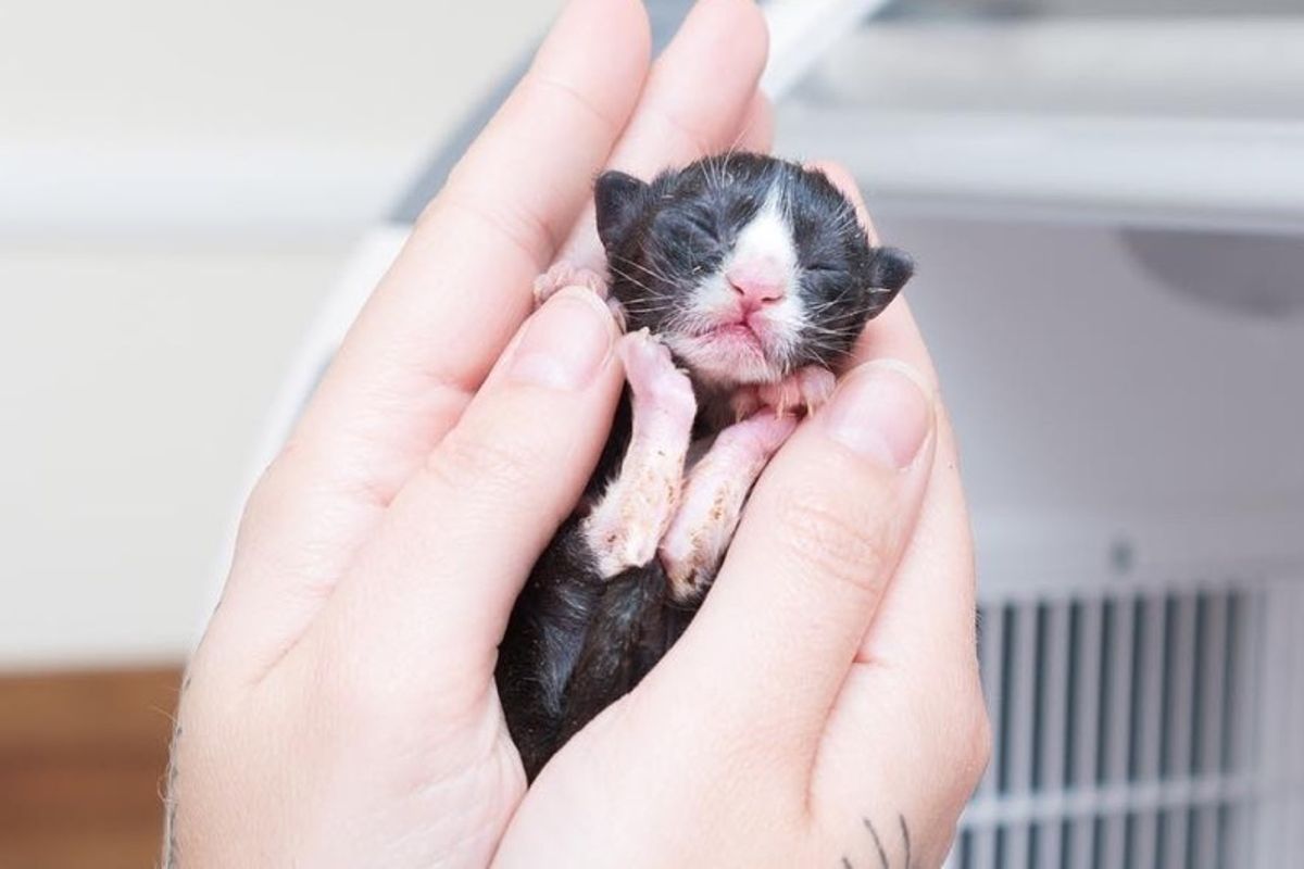 Newborn Kitten Found Abandoned Under Oil Painting Was Brought Back from the Brink.