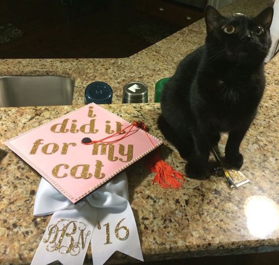 11 Graduation Cap Ideas For The Ultimate Cat Lover