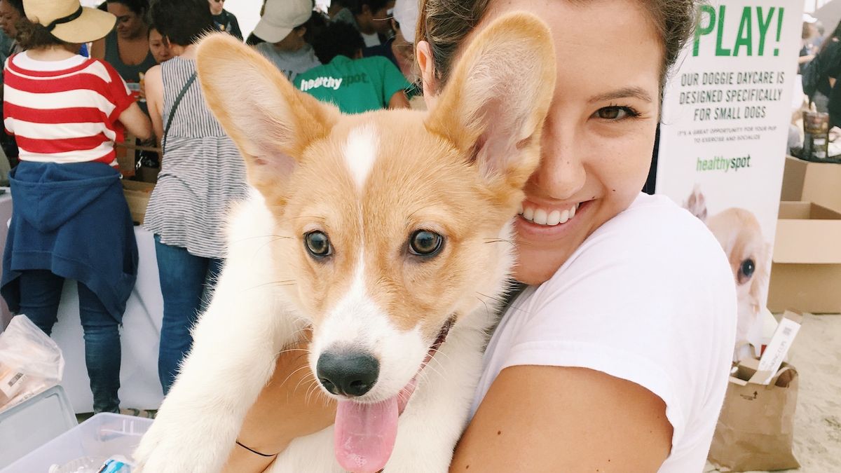 10 Experiences From My Time Abroad, Explained By VERY Cute Corgis